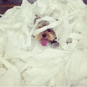 Find Out If Your Pooch Made It To The Top Ten Naughtiest Dog Breeds