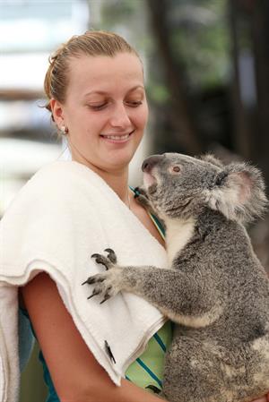 Petra Kvitova Holds a Koala during a visit to the Lone Pine Koala Sanctuary December 28, 2012 