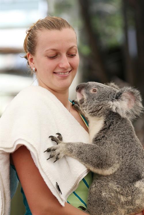 Petra Kvitova Holds a Koala during a visit to the Lone Pine Koala Sanctuary December 28, 2012 